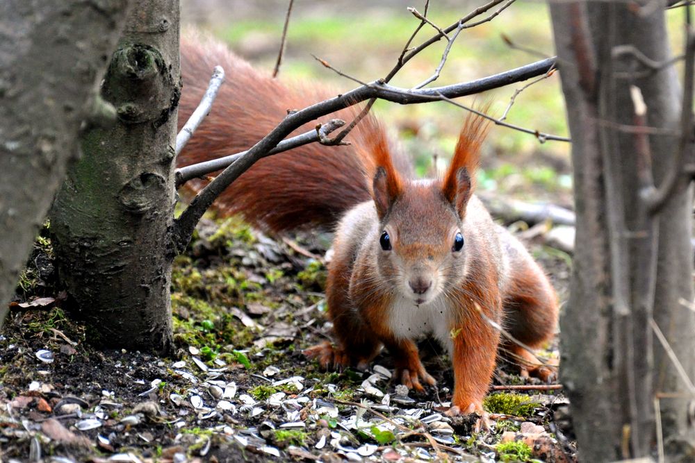 A-Hörnchen