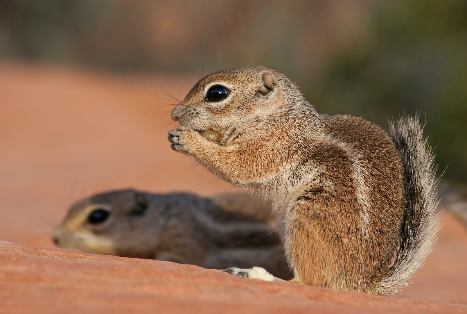 A-Hörnchen & B-Hörnchen