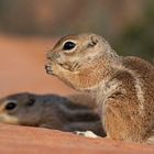 A-Hörnchen & B-Hörnchen