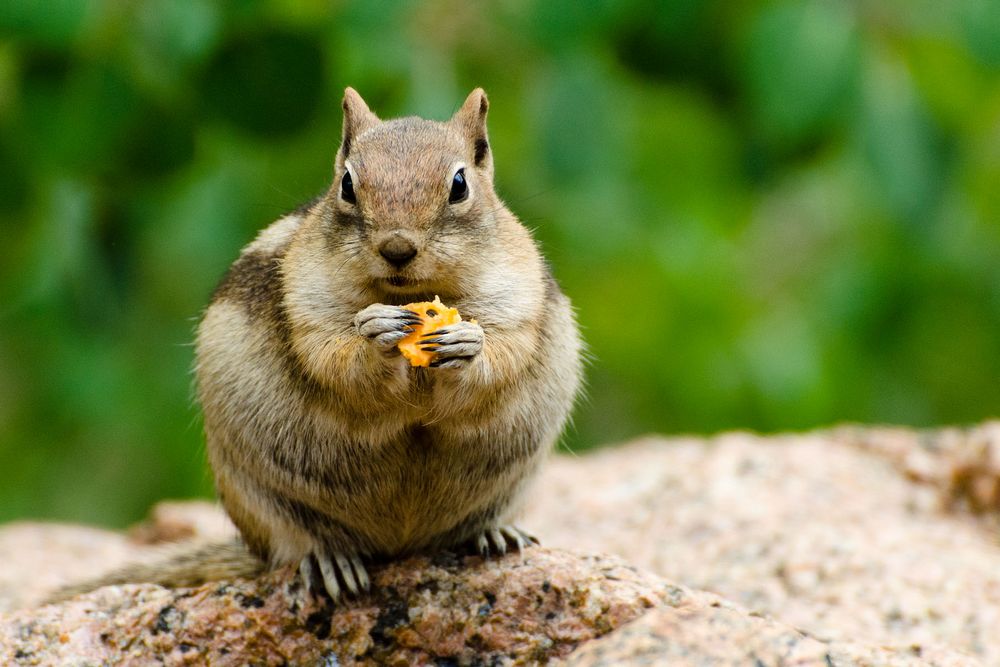 AHörnchen, BHörnchen oder F(ett)Hörnchen? Foto & Bild tiere, wildlife, säugetiere Bilder