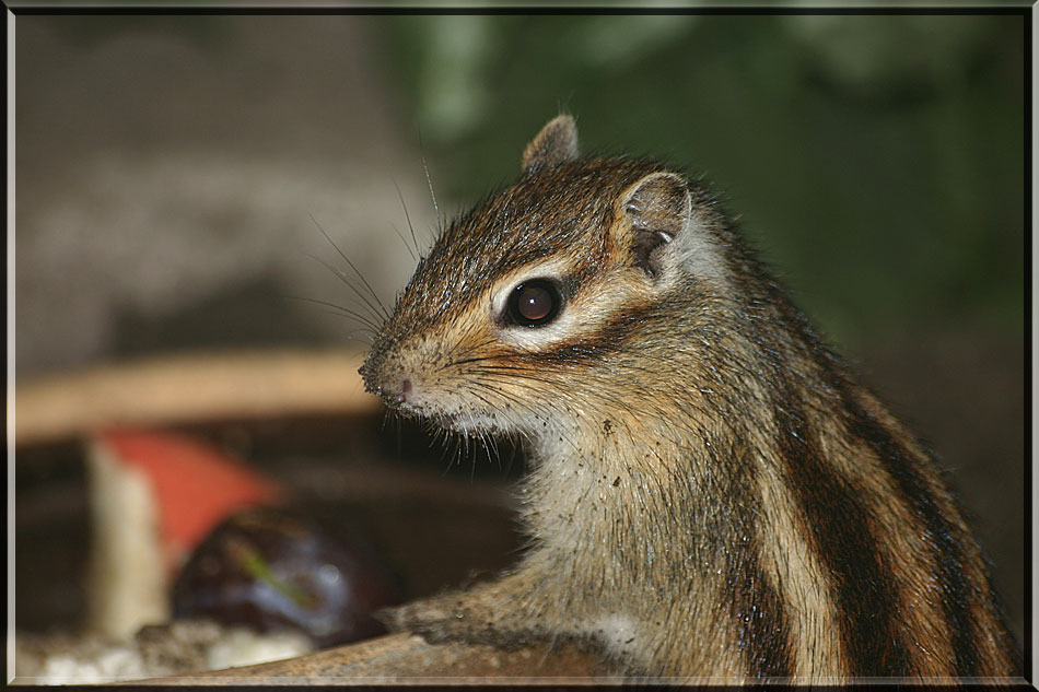 A Hörnchen