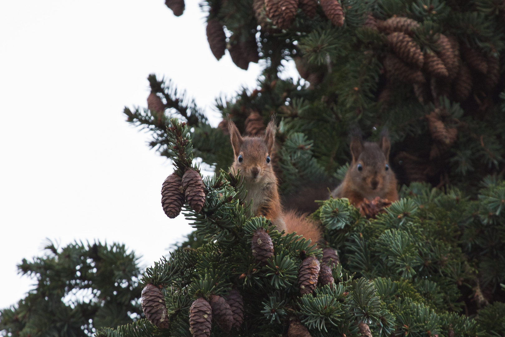 A - Hörnchen und B - Hörnchen