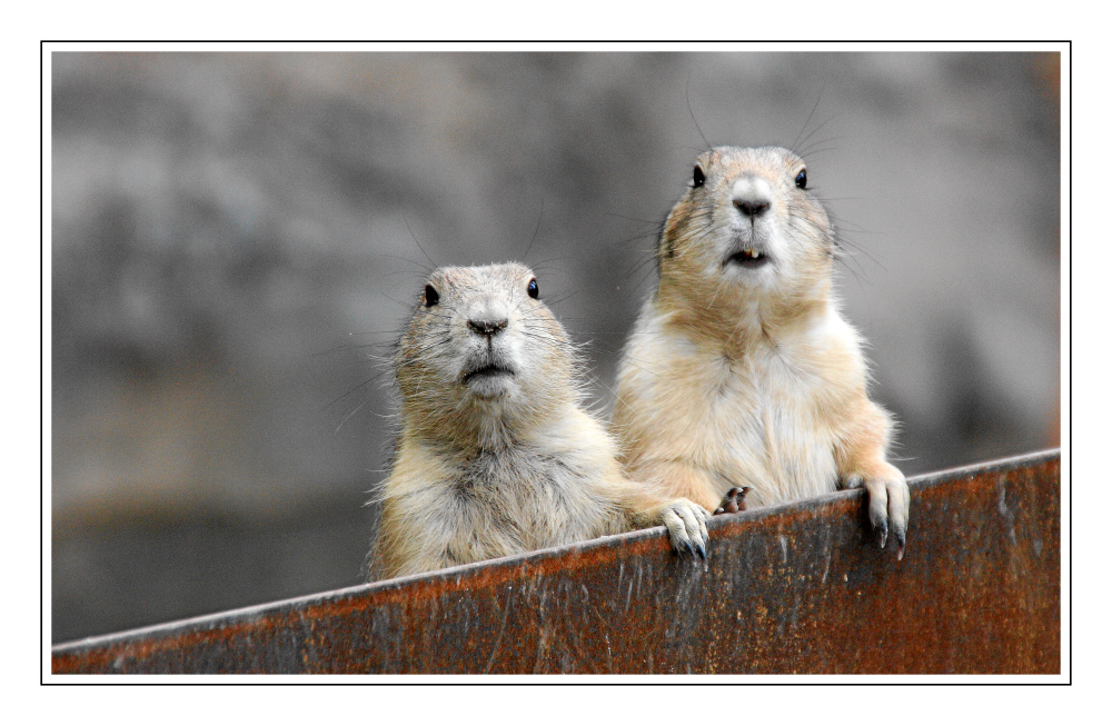 A- Hörnchen und B- Hörnchen........