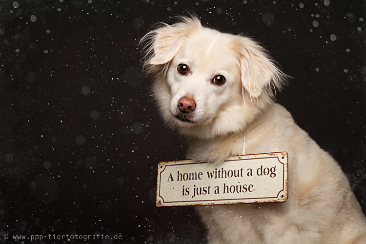 A Home Without A Dog...