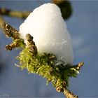 a hood completely from snow