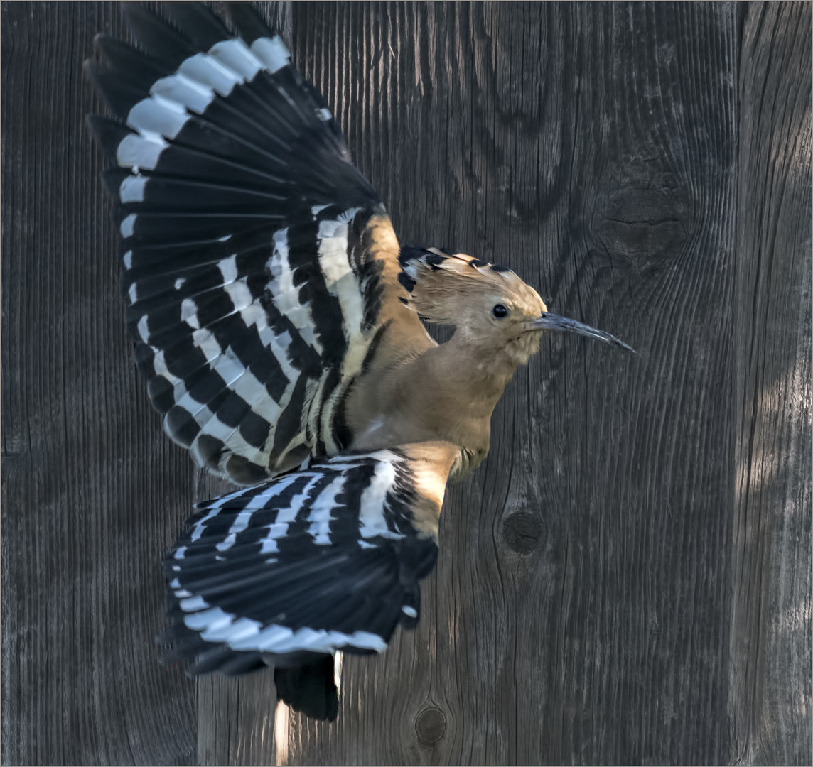 a hoopoe a day keeps the doctor away...