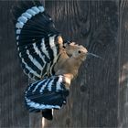 a hoopoe a day keeps the doctor away...