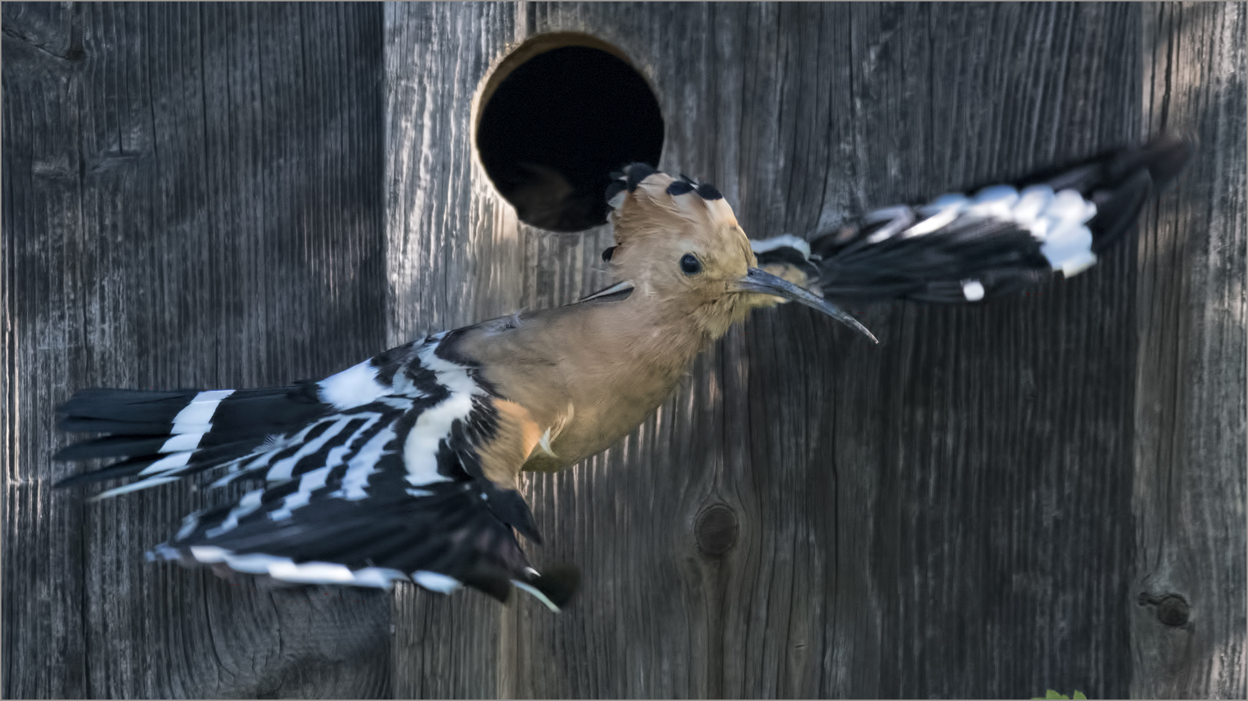 a hoopoe (or more) a day...