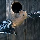 a hoopoe (or more) a day...