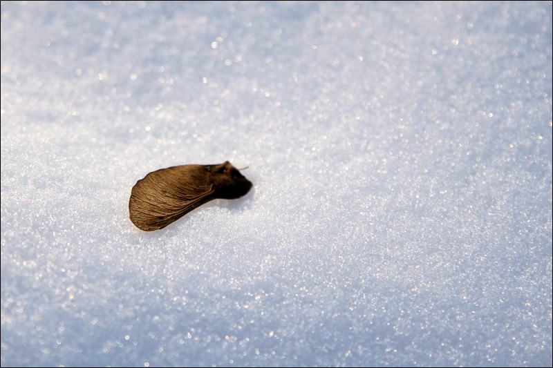 A Horn im Schnee