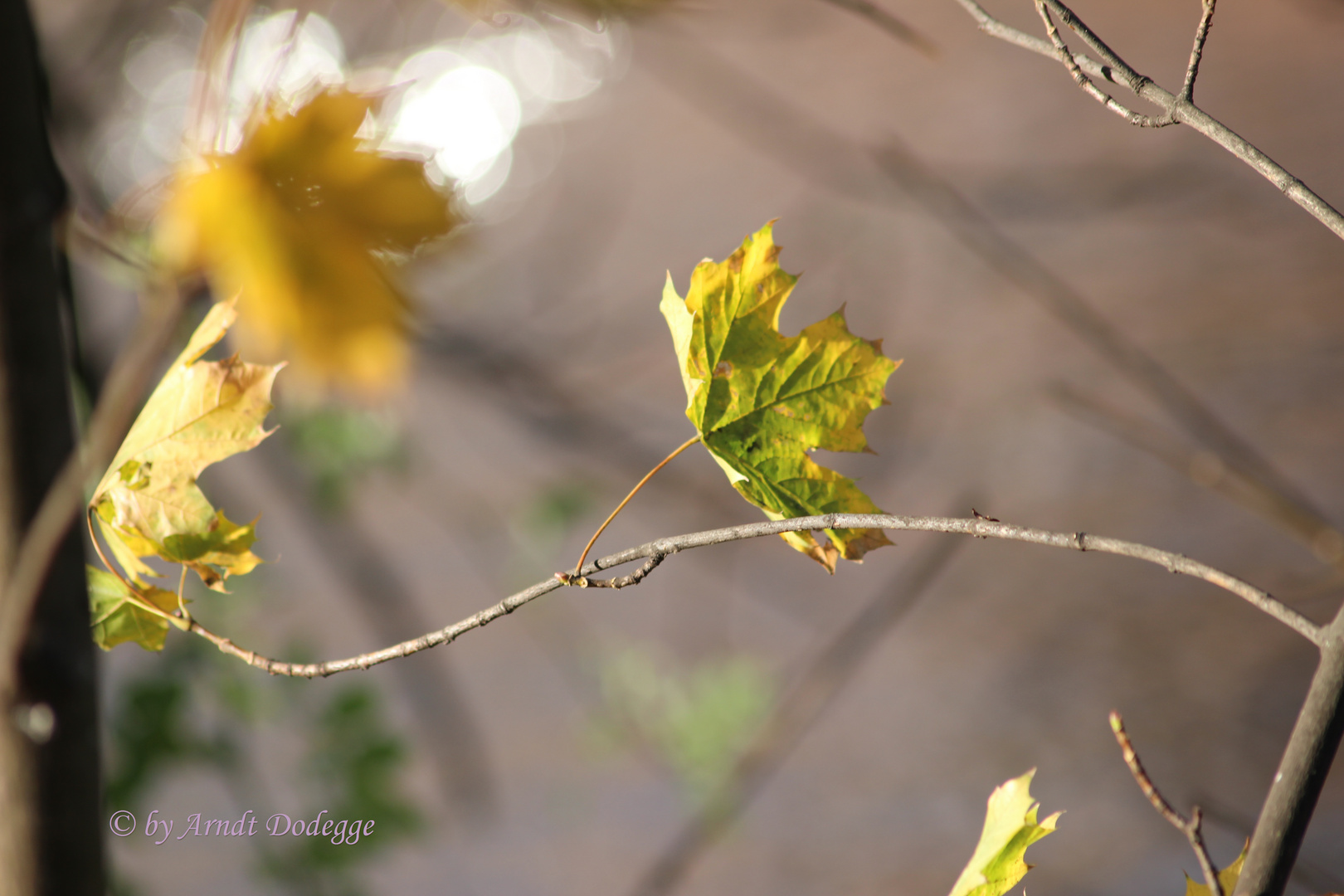 A Horn in the Wind