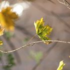 A Horn in the Wind