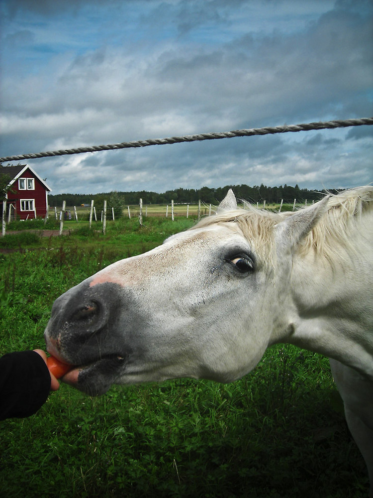 A horse and a beautiful swedish scenery