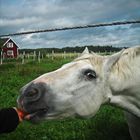 A horse and a beautiful swedish scenery