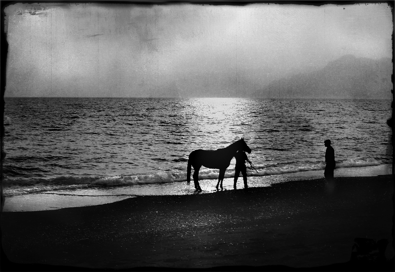 a horse and the sea towards sunset