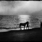 a horse and the sea towards sunset