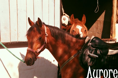 A horse and two horses