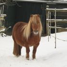 a horse in the snow