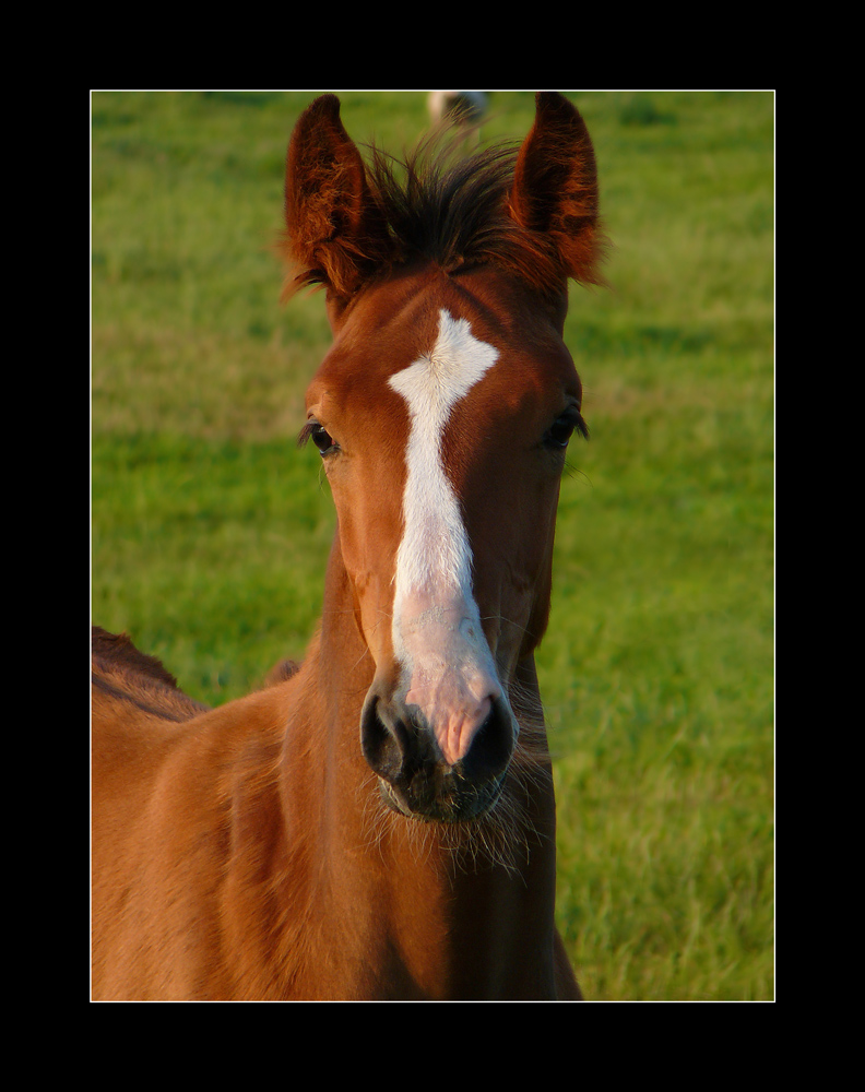 a horse is a horse, of course, of course...