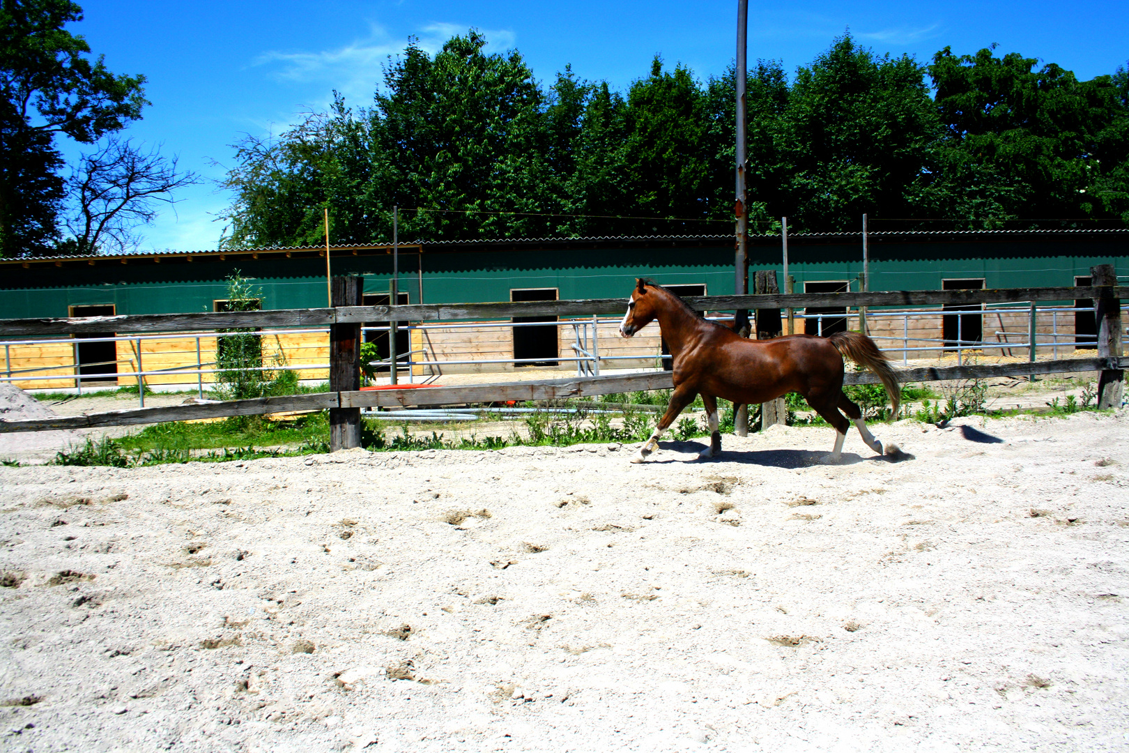 A horse is a thing of beauty... none will tire of looking at him.