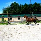 A horse is a thing of beauty... none will tire of looking at him.