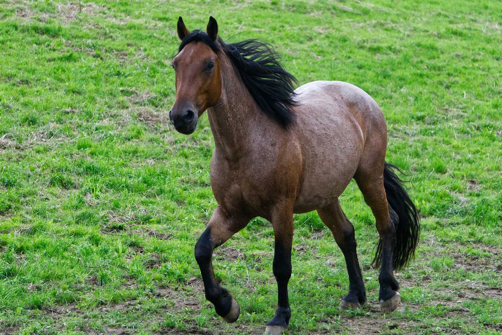 A horse is poetry in motion.