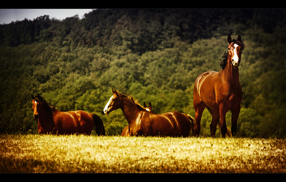 A Horse with No Name