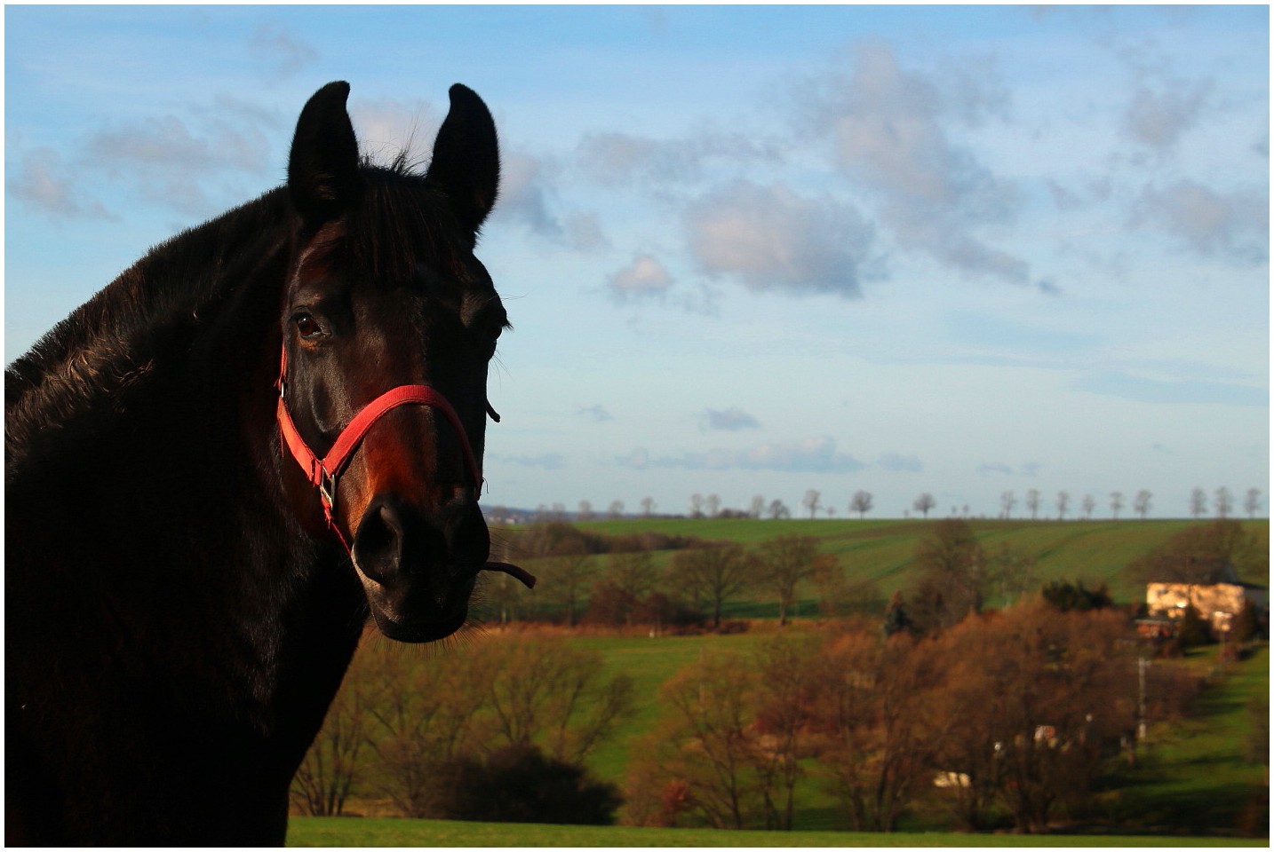 A Horse With No Name