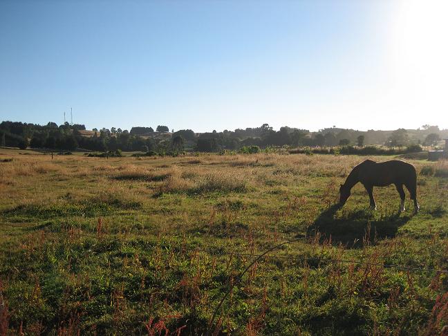 A horse with no name...