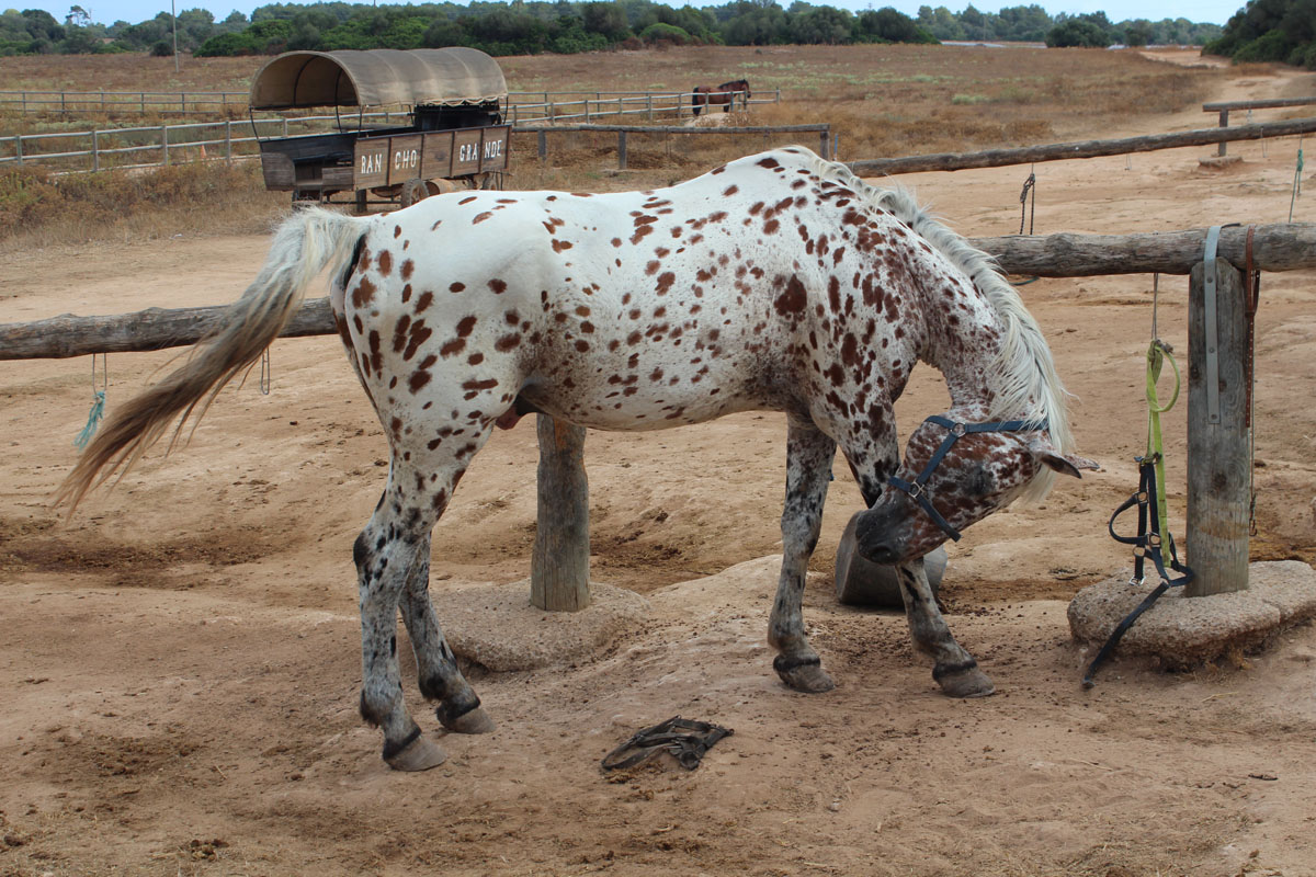 A horse with no name.