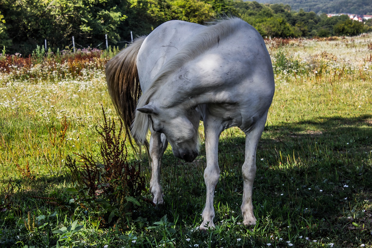 A Horse With No Name