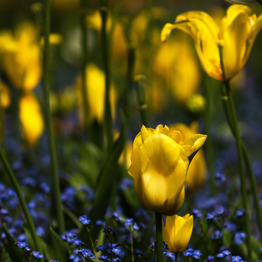 a host of golden daffodils.