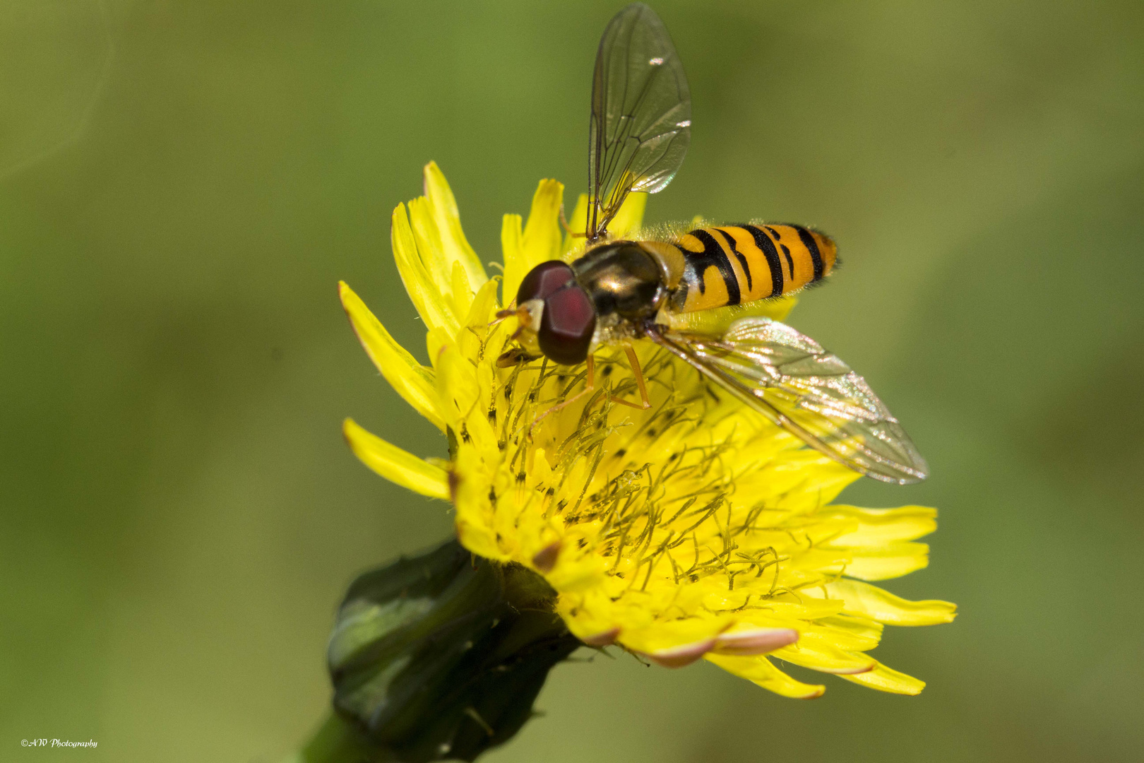 A hoverfly