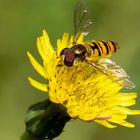 A hoverfly