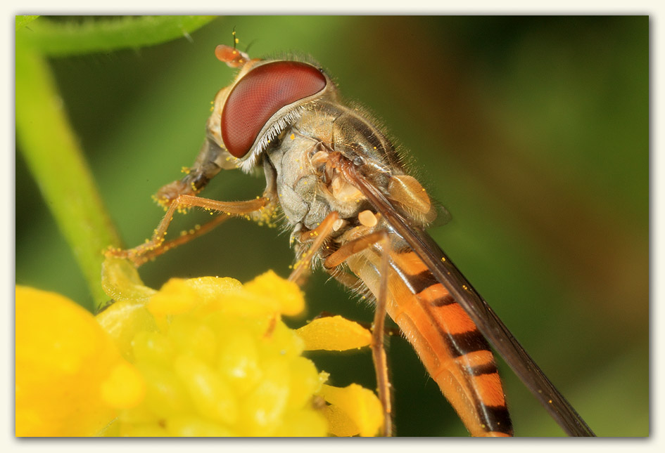 A Hoverfly from today