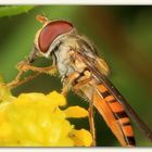 A Hoverfly from today