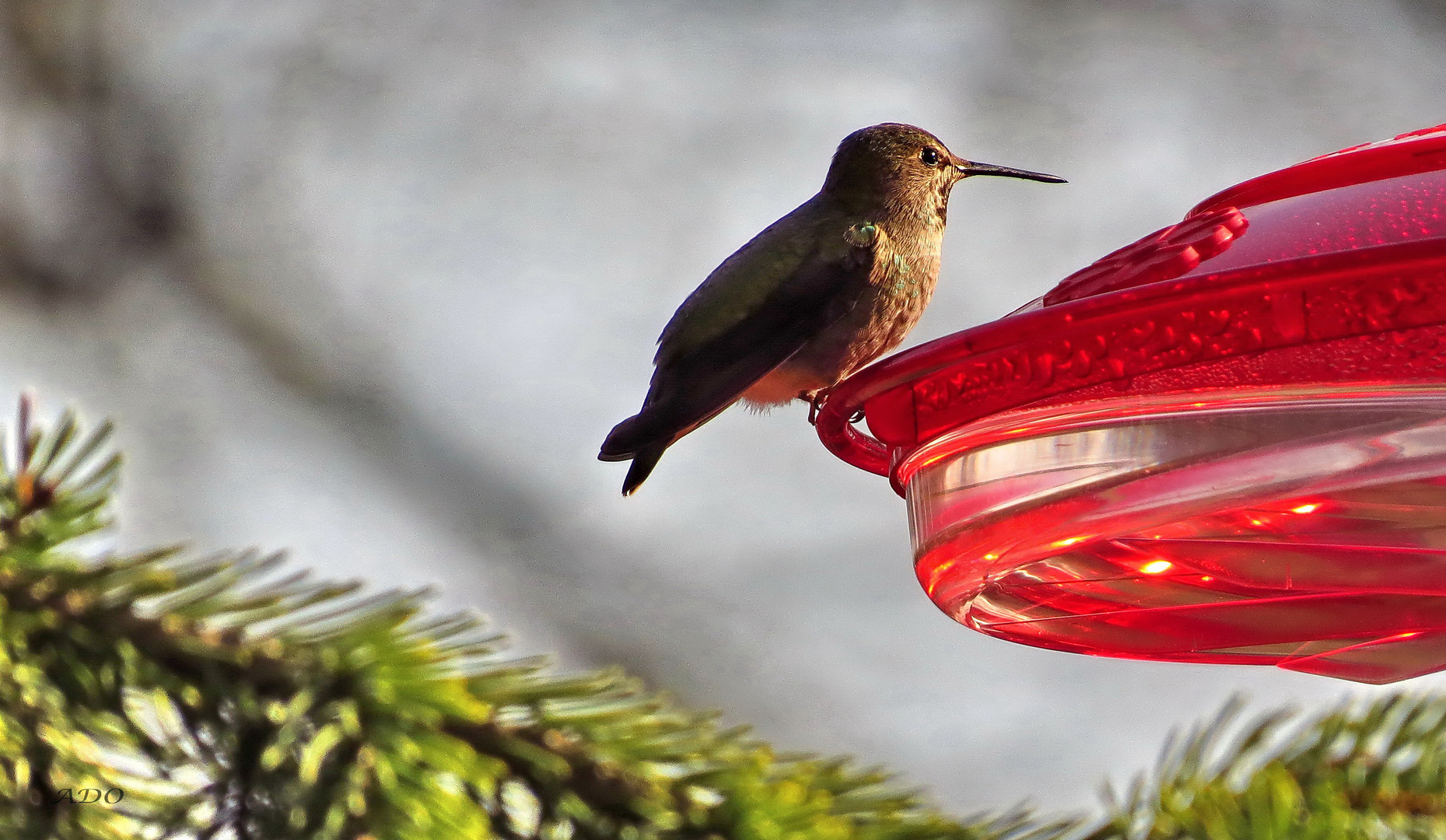 A Hummingbird