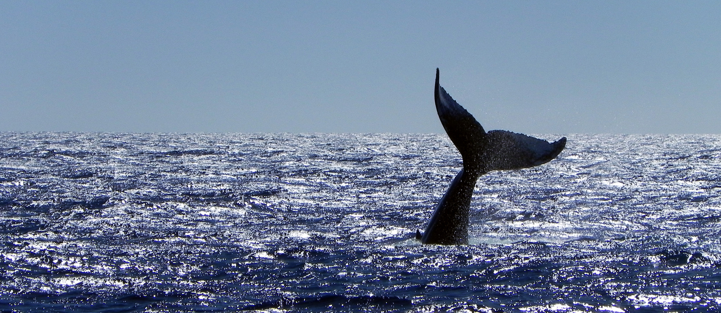 a humpback whale's fluke