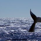 a humpback whale's fluke