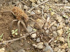 A hundred little babys