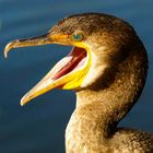 a hungry cormorant