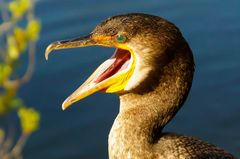 a hungry cormorant