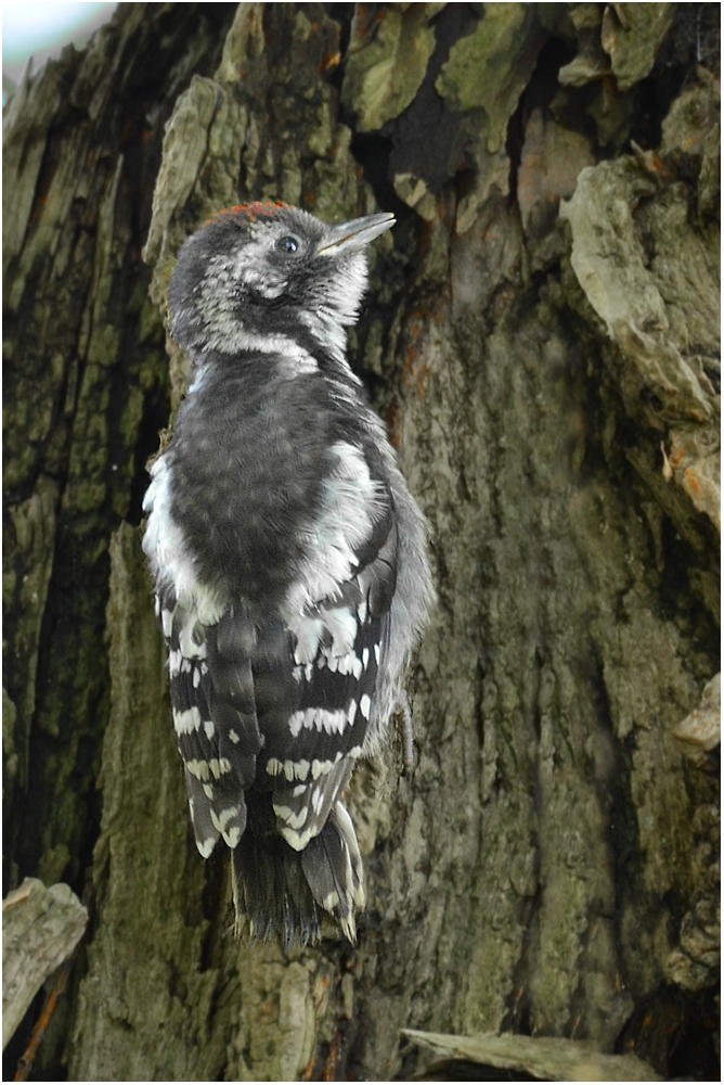 A hungry young Middle Spotted Woodpecker