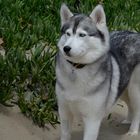 A husky I shot while driving up the coast of CA