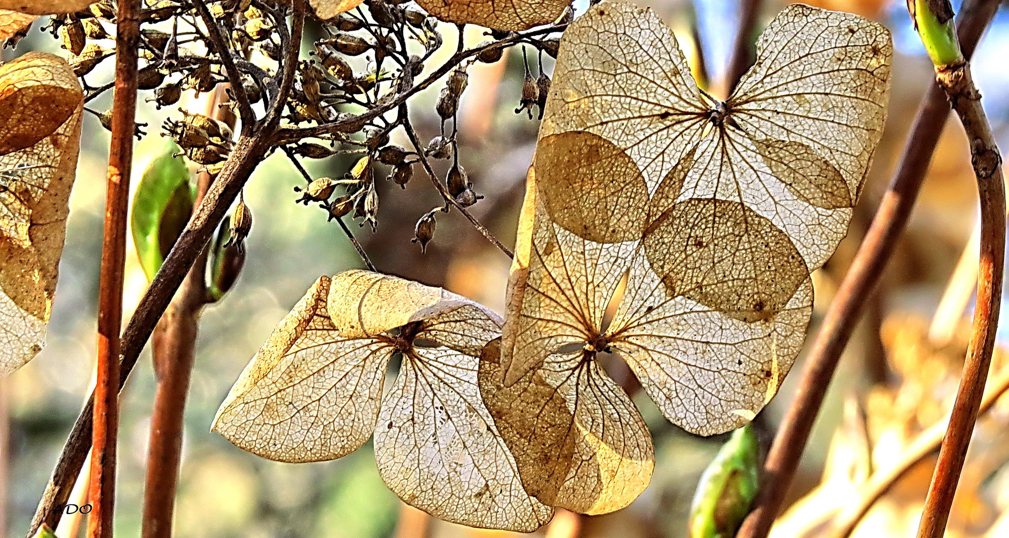 a Hydrangea in February