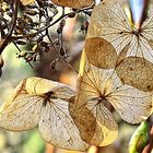 a Hydrangea in February