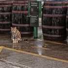 a Irish Guardcat 