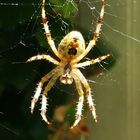 A itzi bitzi spider ...