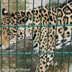 A Jaguar (Panthera onca) at Zoo Saarbrücken, City of Saarbrücken, Saarland, Germany