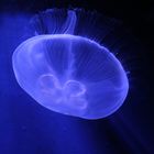 A Jelly-Fish